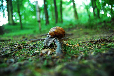 Snail in rainy forestの写真素材