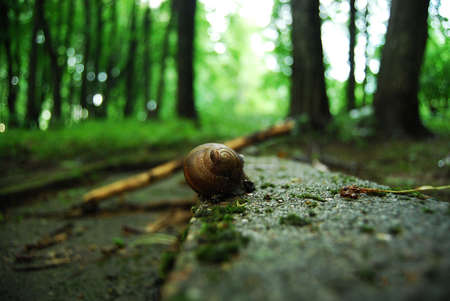 Snail in the forest after a rainy morningの写真素材