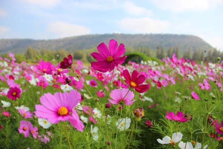 The flowerの写真素材