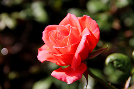 the pink roseの写真素材