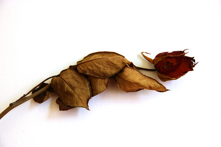 Dry roseの写真素材
