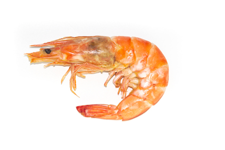 Fresh cooked shrimp on white backgroundの写真素材