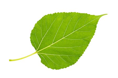 Close up under mulberry leaf on isolate white backgroundの写真素材