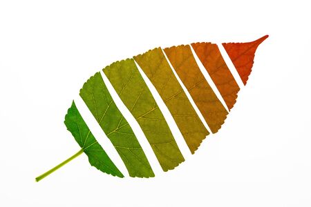 Autumn leaf devided to show about color transition from green to red on white background, Seasons change conceptの写真素材