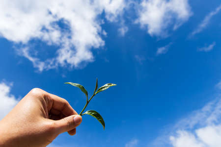 Hand pick green tea leaves and show under blue sky for freshness drinking conceptの写真素材