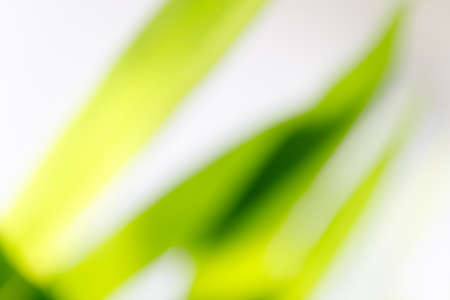 Blurred abstract of green leaf for natural and ecology background conceptの写真素材