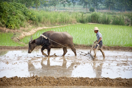 Asian farmers use water buffalo to plowの写真素材