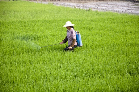 Asian farmers spraying pesticides in rice fieldsの写真素材