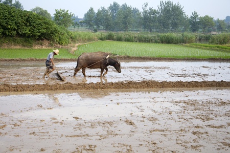 Asian farmers use buffalo to plowの写真素材