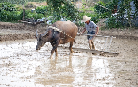 Asian farmers use water buffalo to plowの写真素材