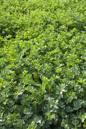celery gardenの写真素材