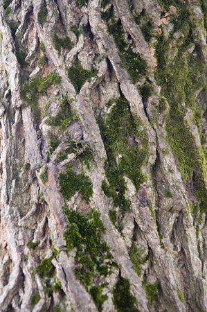 tree barkの写真素材