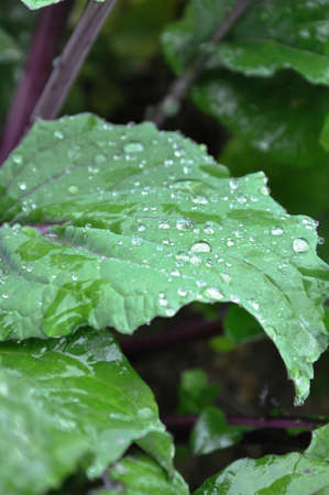 vegetable の写真素材