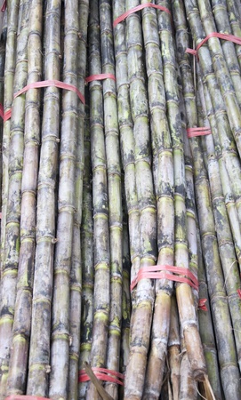 caneの写真素材