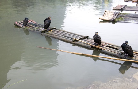 cormorants and bamboo raftの写真素材
