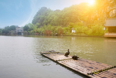 Cormorants and bamboo raftの写真素材