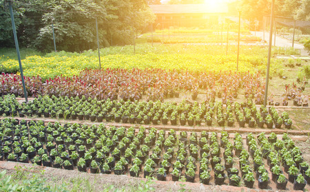 nursery gardenのeditorial素材