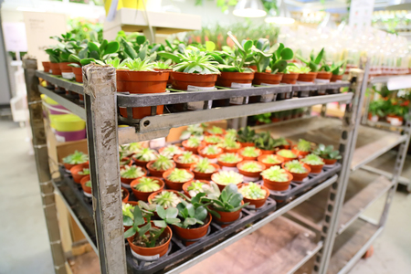 Live plant selling in the storeの写真素材