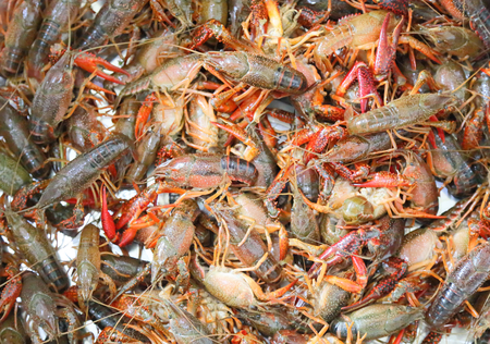 lobsterの写真素材