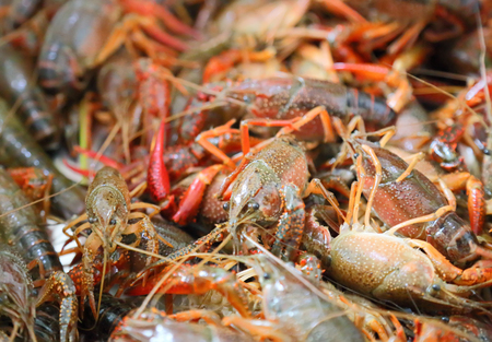 lobsterの写真素材