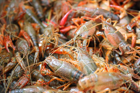 lobsterの写真素材