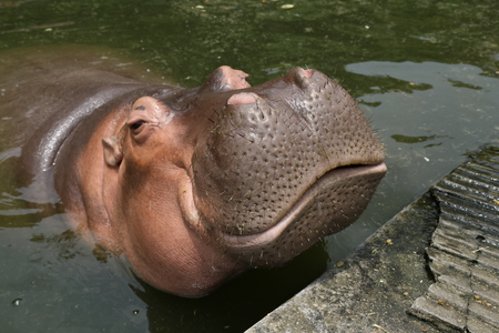 hippoの写真素材