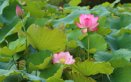 lotus flowerの写真素材