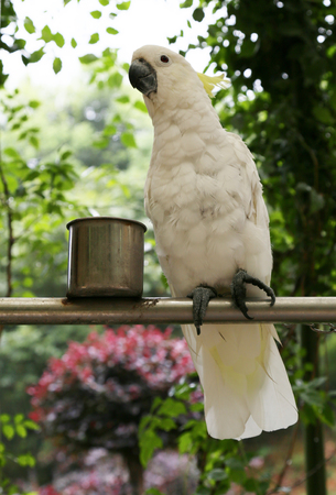parrotの写真素材