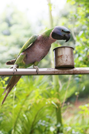 parrotの写真素材