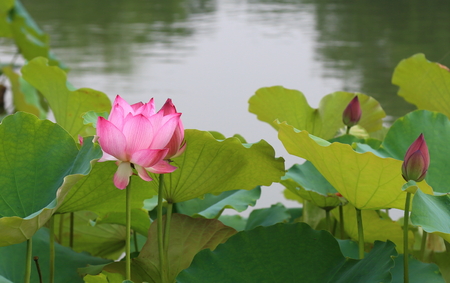 lotus flowerの写真素材