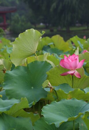 lotus flowerの写真素材