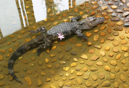 crocodileの写真素材