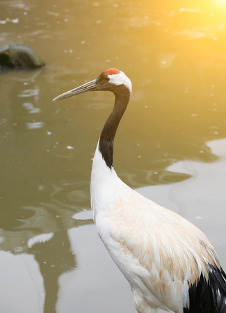 red-crowned craneの写真素材