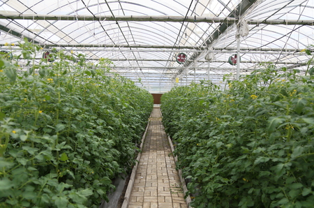Greenhouse Agricultureの写真素材