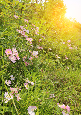 Wild flowersの写真素材