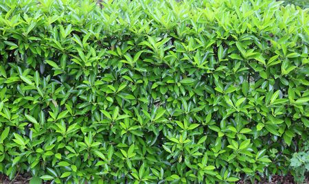 Shrub backgroundの写真素材