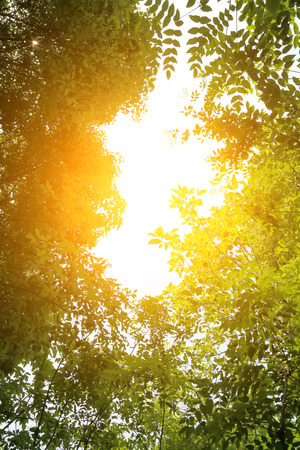 Forest sunlightの写真素材