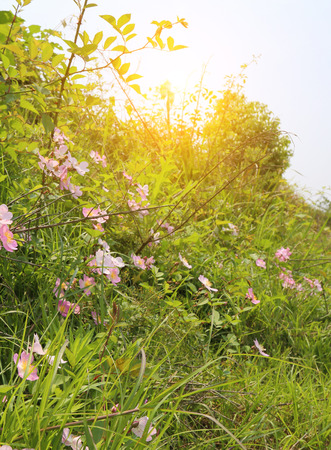 Wild flowersの写真素材
