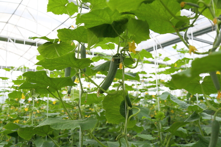 Greenhouse Agricultureの写真素材