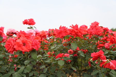 rose gardenの写真素材