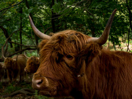 Highland cattleの写真素材