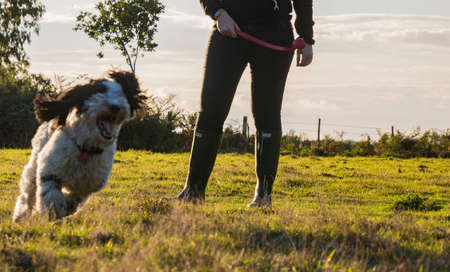 Women & Dog Play fetchの写真素材