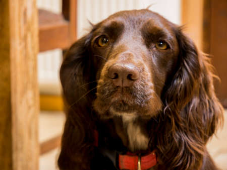 Cocker Spaniel Gun Dogの写真素材