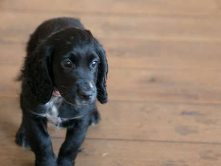 Cocker spaniel bitch puppyの写真素材