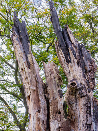 Woodland walk- Hothfield common nature reserve, Kentの写真素材