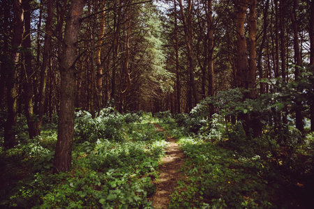 Path in the woods. Forest