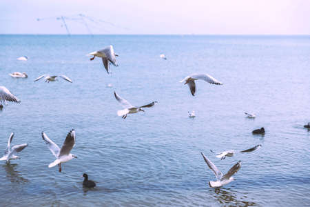 Gulls fly over the sea. Overcast weather. Mood. Flightの写真素材