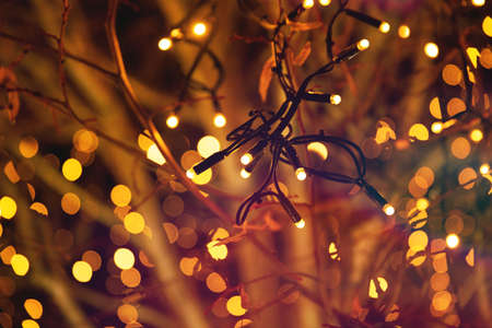 Night Bokeh. Beautiful background. Magic Light bulbs Glowの写真素材