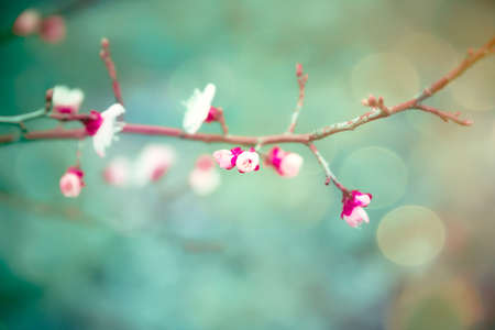 Apricot flowering. Spring flowers Flowering treeの写真素材