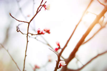 Apricot flowering. Spring flowers Flowering treeの写真素材